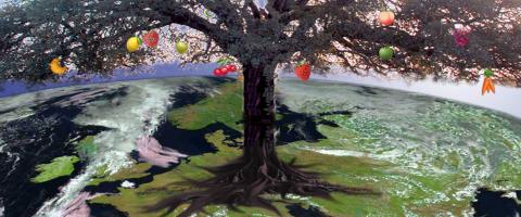 The European Tree carries many different types of fruit The European Tree carries many different types of fruit